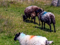 Achill Island, County Mayo